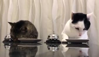 I gatti ordinano il pranzo