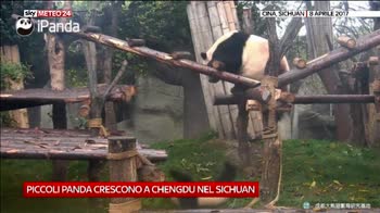 Panda giocano in Cina