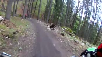 Downhill con l'orso!