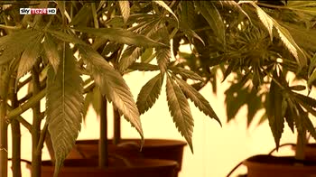 Cannabis terapeutica, aumenta la produzione