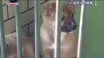 Giappone, 200 mila cuccioli gasati ogni anno