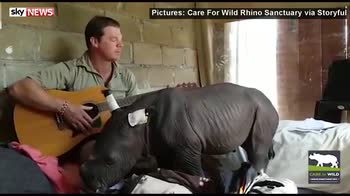Baby rhino nods off to guitar lullaby