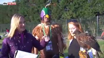 Fans love for Wimbledon's pet hawk Rufus