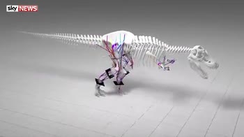 T-rex was slow, say scientists