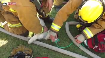 Dog saved from house fire and revived