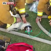 Firefighters resuscitate dog