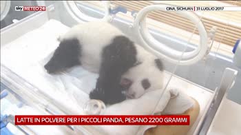Piccoli panda in Cina