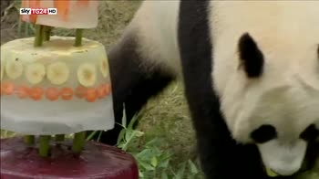 Una torta per due Panda