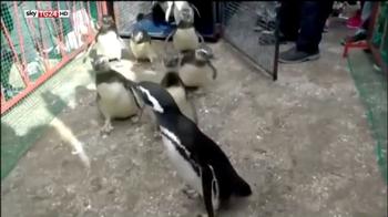 Sani come pinguini