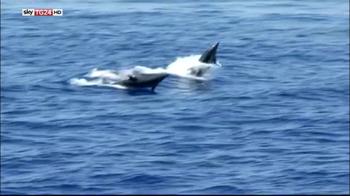 Un mare da salvare, a Genova per i cetacei