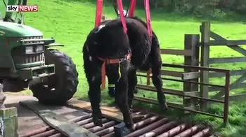 Grid locked: Trapped cow hoisted to safety