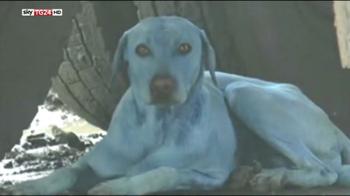 India, cani tinti di blu a causa dei coloranti