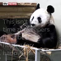 Pregnant panda, or yet another false alarm?