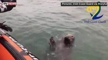 Life on the ocean waves: Seal's greeting