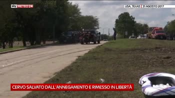 Salvataggio di animali in Texas
