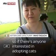 Cat's life: Japan's moggies go mobile