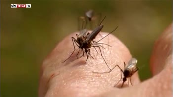 Chikungunya, 27 casi accertati oggi nel Lazio 2