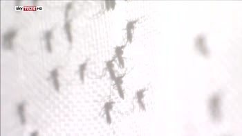 Chikungunya, primo caso in lombardia