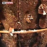 Bees make a house into a hive