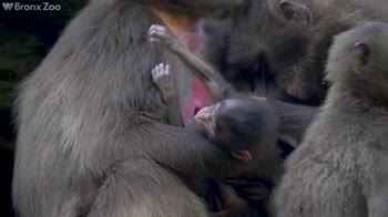 Un cucciolo di babbuino arriva nello zoo del Bronx