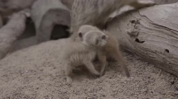 Australia, i primi passi di cuccioli di suricato