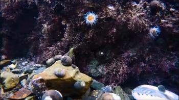 Video in timelapse mostra la vita sottomarina