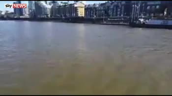 Porpoiseful swimming - a dolphin in the Thames