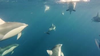 Un branco di delfini che nuota nelle acque di Sydney