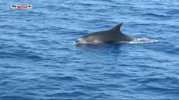 Report cetacei, più delfini nessuna balenottera