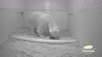 Allo zoo di Berlino e nato un cucciolo di orso polare.
