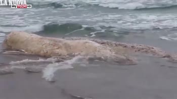 Balena spiaggiata in sardegna da 45 giorni