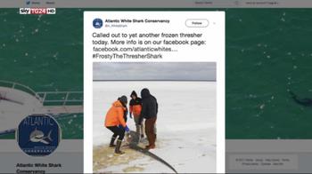 Usa, squali morti a causa del freddo