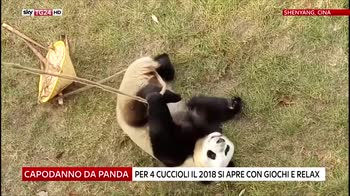 macchia panda