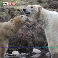 Hear sound of new polar bear cub
