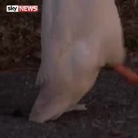 Duck waddles on prosthetic foot