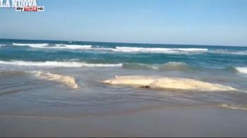 La balena spiaggiata a Platamona si è spezzata