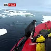 Penguin jumps on board!
