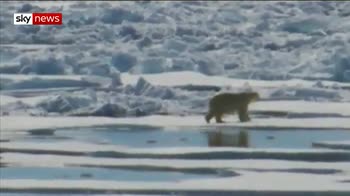 Melting ice threatens polar bear survival