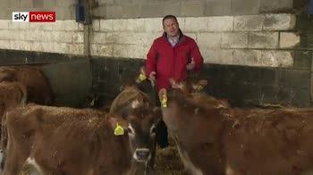Genomes being used to help dairy farmers