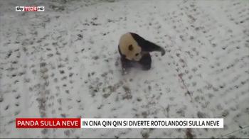 Cina, panda si diverte rotolandosi sulla neve