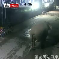 Elephant crosses border trunk road
