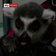 Lemur recovers from surgery in water bath