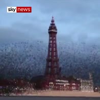 Starlings light up Blackpool sky