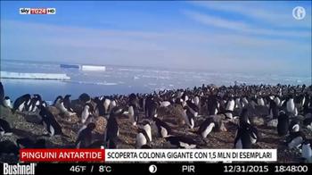 Scoperta colonia con un 1,5 mln pinguini