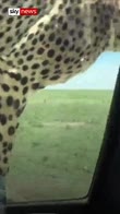 Cheetah surprises safari tourists
