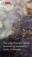 Seal pup filmed with knife in mouth