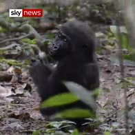 Researchers hunt for gorillas in West Africa