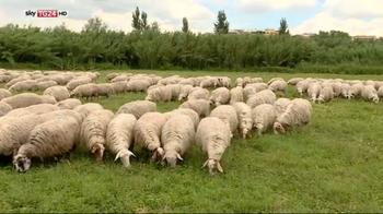 ERROR! Roma, pecore nei parchi contro l'erba alta