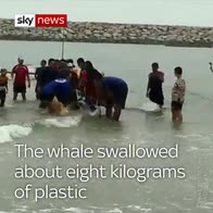 Rescuers attempt to save whale off Thai coast