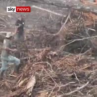 Orangutan 'confronts' bulldozer felling trees